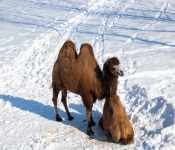 2019 02 21 MNNewZoo 017